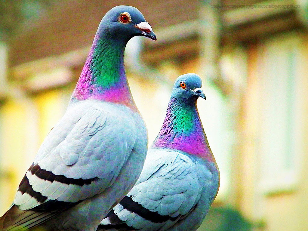Pigeon Wallpaper HD Download